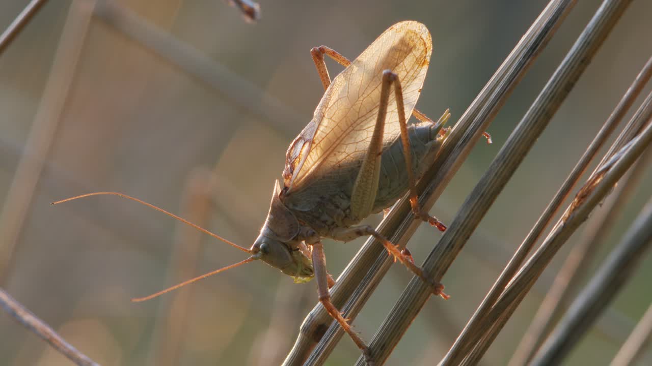 잔디 줄기에 지저귀는 늦가을 저녁 빛의 덤불 귀뚜라미