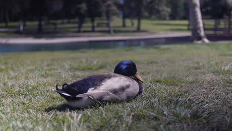 pato somnoliento visto desde el nivel del suelo