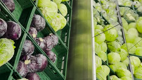 different types of cabbage at the vegetable market different types of cabbage at the vegetable market the concept of organically pure vegetables fresh vegetables in the market