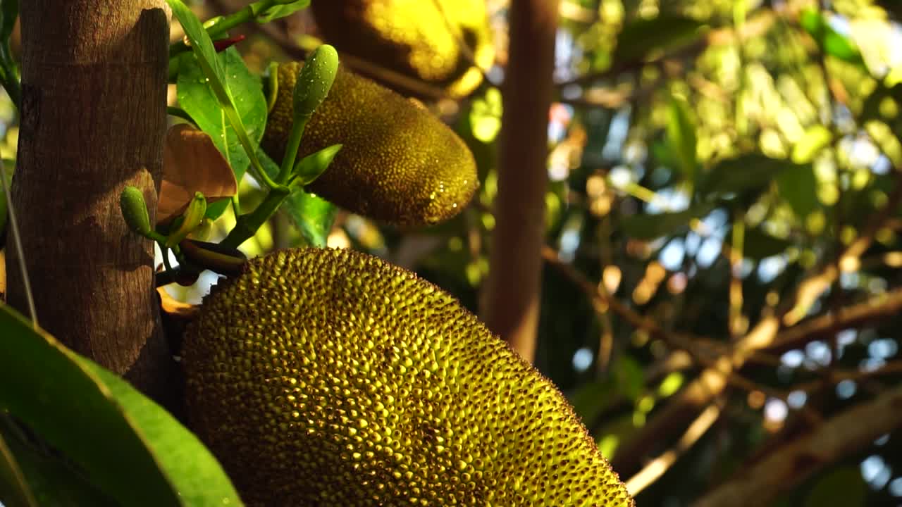frutos tropicales de jaca que crecen en ramas de árboles perennes maduran a la luz del sol