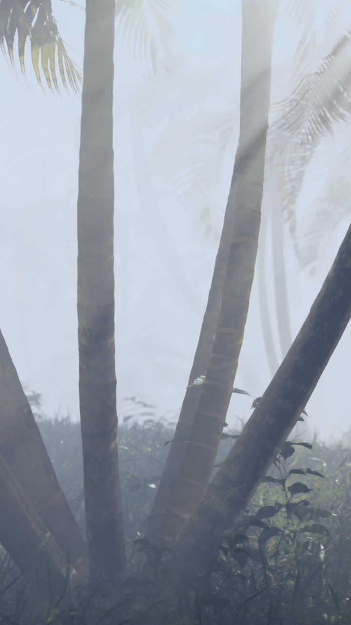 Fog envelops tranquil palm trees in a serene tropical setting at dawn