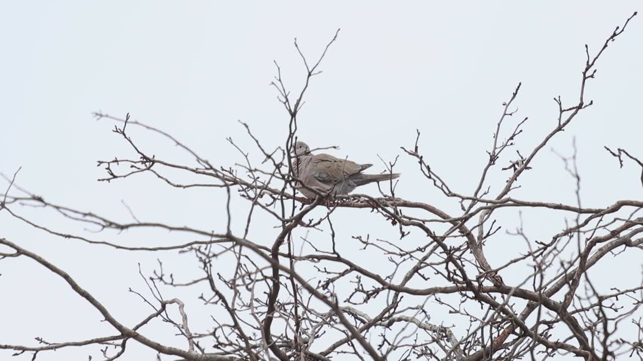 paloma de cuello de anillo escondida en las ramas de un árbol de invierno