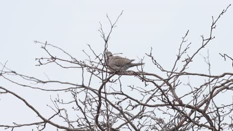 Ringhalstaube-Versteckt-Sich-In-Den-Ästen-Eines-Winterbaums