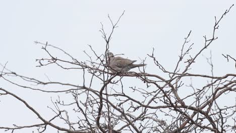 ring necked dove hiding in the branches of a winter tree