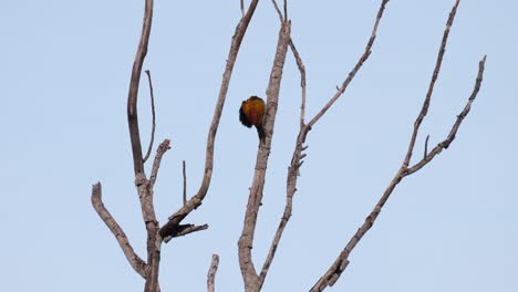 Scratching-its-wings-as-it-is-preening-to-clean-its-feathers,-a-common-Flameback-Dinopium-javanense-is-clinging-on-to-the-side-of-a-bare-branch-of-a-tree-in-a-Wildlife-Sanctuary-in-Thailand