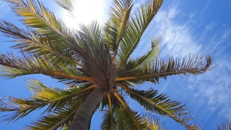 vídeo en cámara lenta de 15 segundos de una palmera mecida por el viento y con el sol asomando