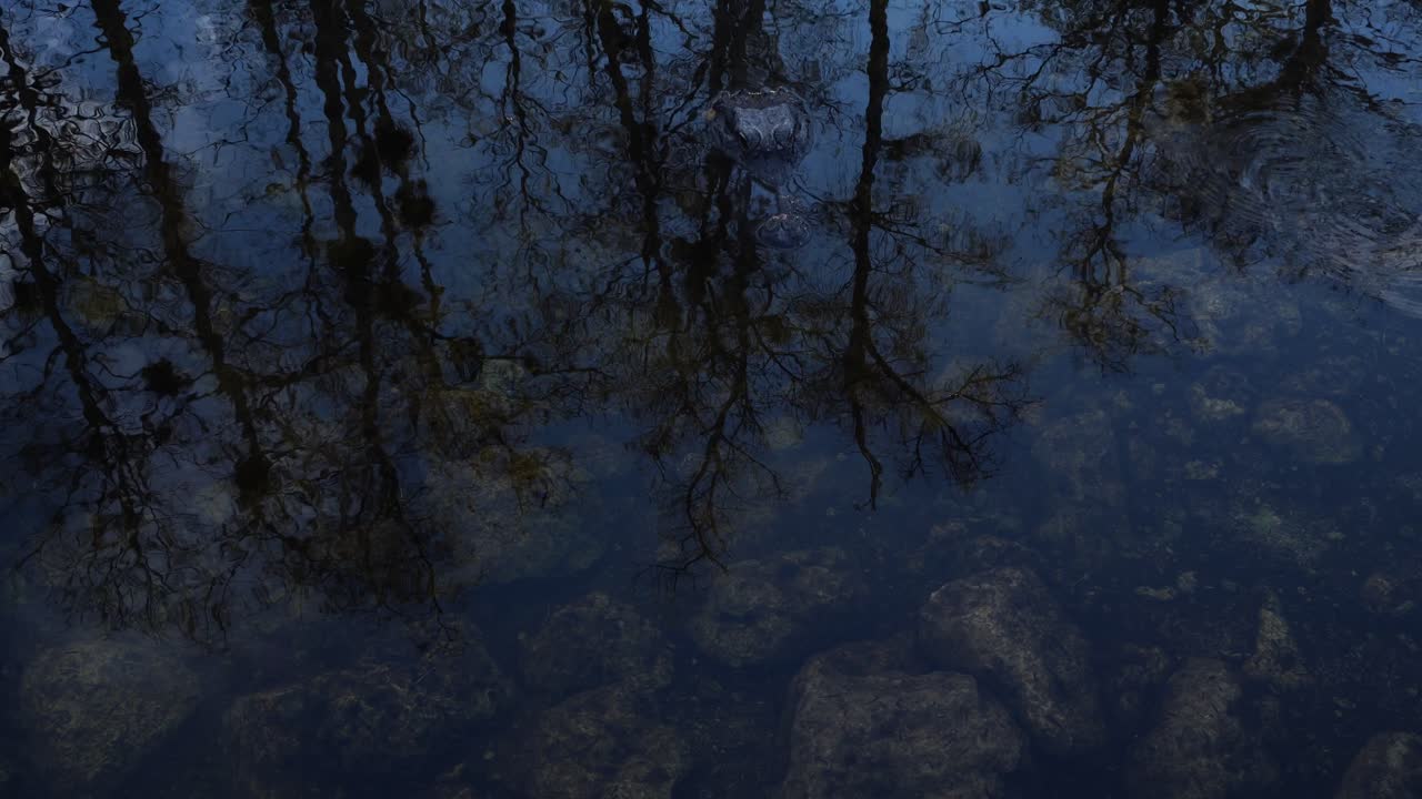The head of an alligator on the water's surface with many rocks at the bottom of the water. Additionally, super cool reflections of trees on the surface