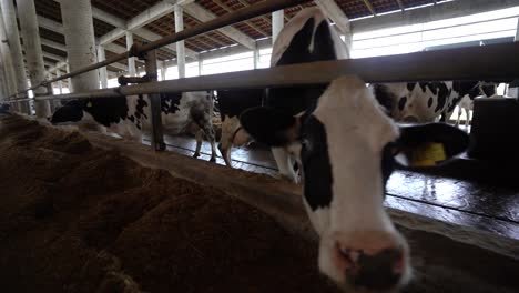 Ganado-Ganado-Sano-Pastando-En-Un-Puesto-Agrícola-Cubierto-De-Paja-En-Un-Rancho-Lechero,-Industria-De-Productos-Frescos