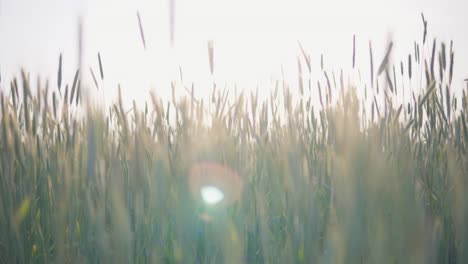 slow motion, view of a cereal field during sunset