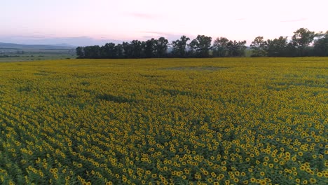 Sunflower-Field