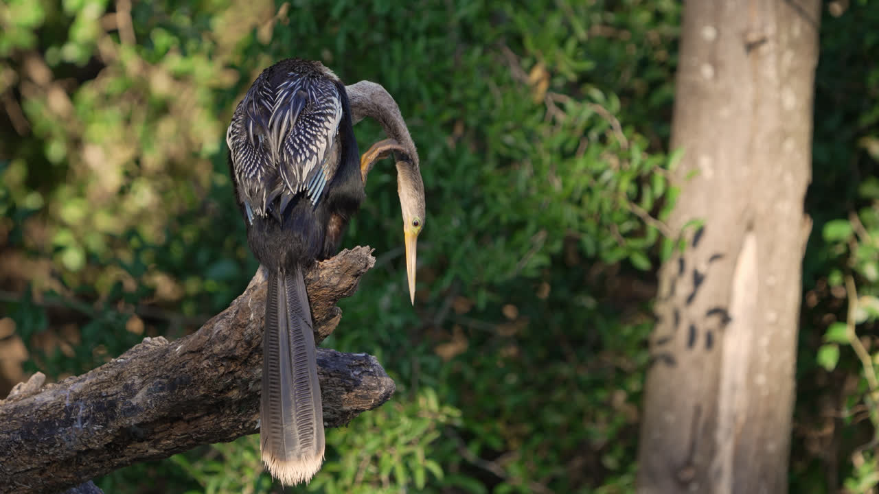 Anhinga, tüylerini düzeltirken bir ağaçta tünemiş