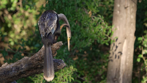 Anhinga-perching-on-a-tree-while-preening