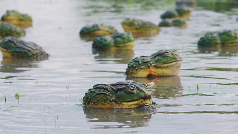 Una-Pareja-Gigante-De-Ranas-Toro-Africanas-Se-Aparea-Con-Otras-Ranas-Toro-Enfriándose-En-Un-Estanque-Poco-Profundo