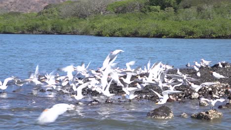 Ein-Schwarm-Möwen-An-Einem-Strand-In-Costa-Rica,-Die-Zusammen-Fliegen