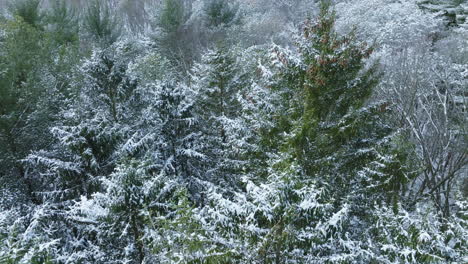 The-aftermath-of-a-major-blizzard-in-the-Midwest-is-depicted-in-a-drone-shot,-unveiling-a-forest-adorned-in-a-snowy-tapestry