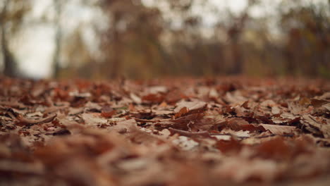 dry foliage falling gently onto forest floor, blanketing ground with crisp autumn leaves, rich earthy tones create a seasonal ambiance, with blurred background of trees