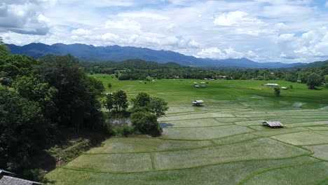 Vuelo-En-órbita-De-Un-Campo-De-Arroz,-Chiang-Mai,-Tailandia