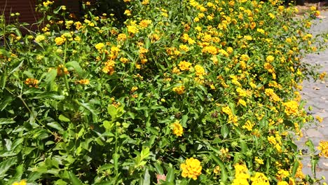 flores amarillas brillantes en un jardín exuberante