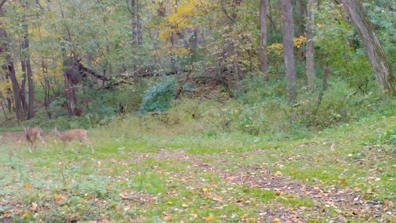 venado cola blanca caminando con cautela en un claro en el bosque cuando su cervatillo corre para alcanzarla