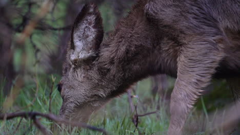 Deer-Fawn-Grazing-in-Woods-of-American-Landscape,-Close-Up