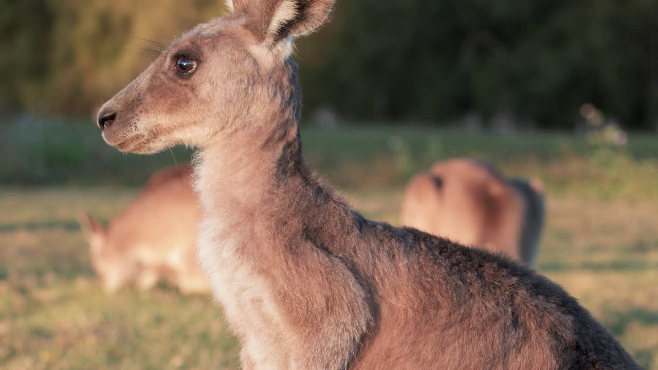A kangaroo joey stands alert in golden sunset light on grassy terrain, with soft background blur and minimal camera movement, evoking calm and curiosity