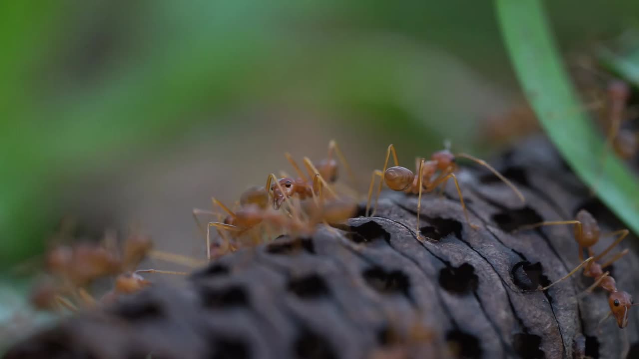 Ants wondering around the forest floor looking for food to store