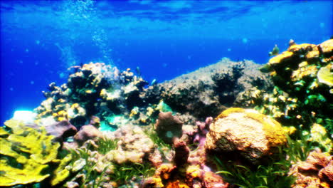 impresionantes imágenes submarinas de un arrecife de coral