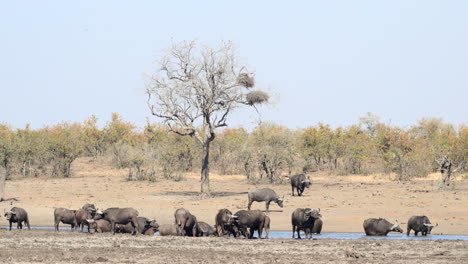 herd of cape buffalo gathered around a small pool, one bull approaching from the woodland