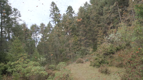 Miles-De-Mariposas-Monarca-Volando-Entre-Los-árboles-En-La-Reserva-De-La-Biosfera-De-La-Mariposa-Monarca-En-México