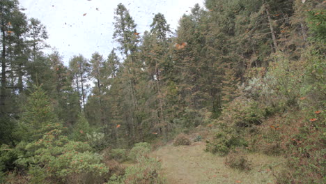 miles de mariposas monarca volando entre los árboles en la reserva de la biosfera de mariposas monarca en méxico