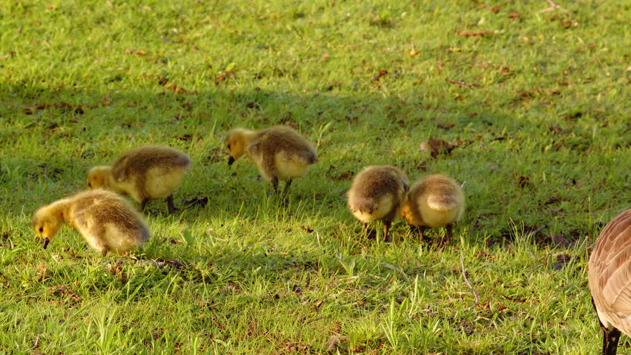 Intimate slow-motion footage of geese chicks exploring their environment.