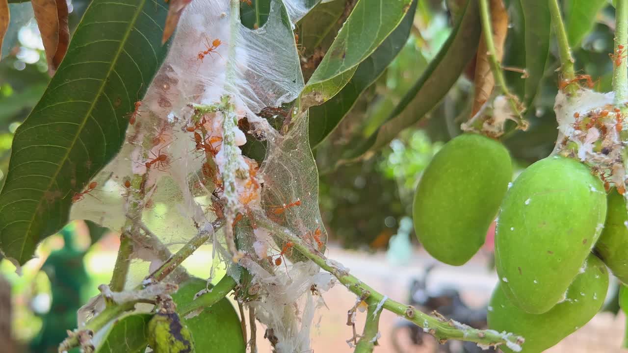 Red imported fire ants (Solenopsis invicta) are omnivorous and will feed on various materials, including mangoes, particularly if the mangoes have fallen to the ground.