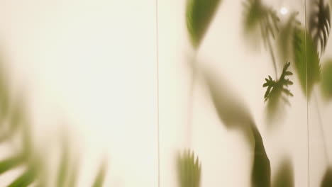 abstract shadows of plants on a light beige wall