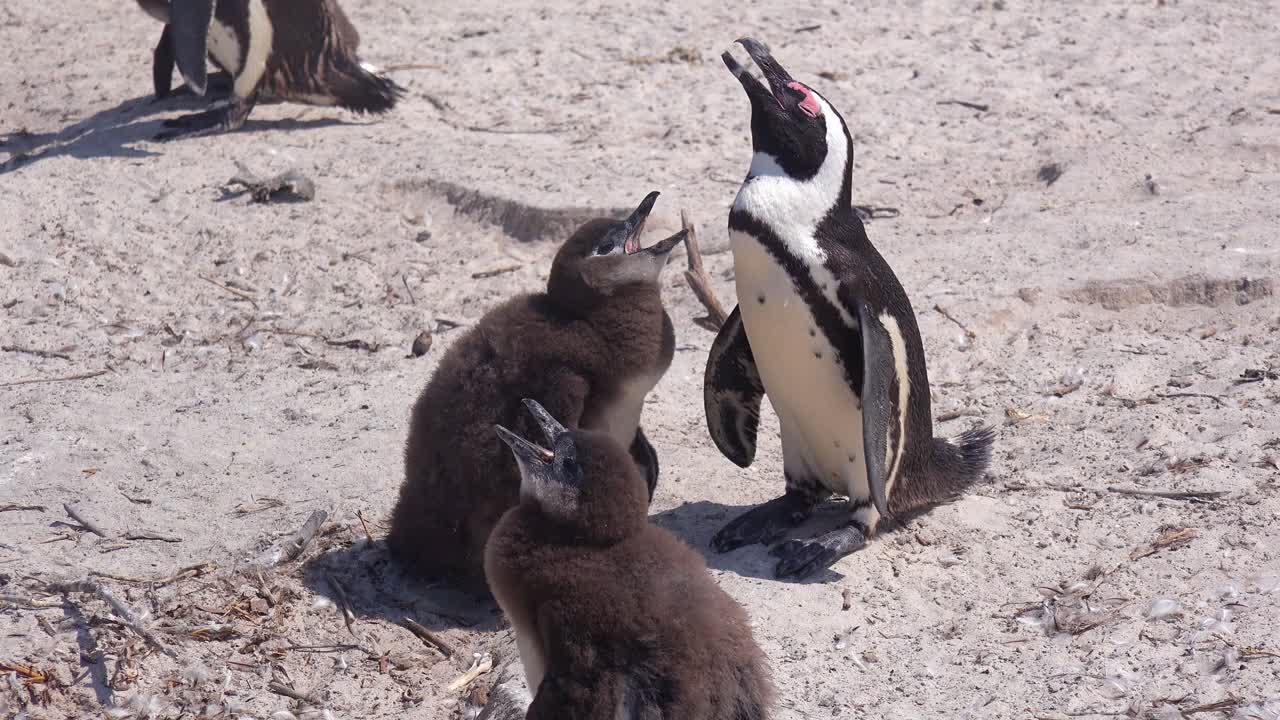 นกเพนกวินแอฟริกากำลังอาบแดดอยู่บนชายหาดที่แหลมกู๊ดโฮป แอฟริกาใต้ 2