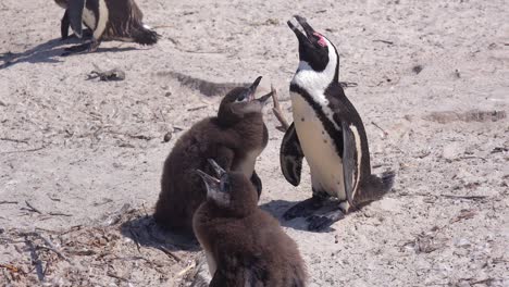 Jackass-Schwarzfußpinguine-Sonnen-Sich-An-Einem-Strand-Am-Kap-Der-Guten-Hoffnung-Südafrika-2