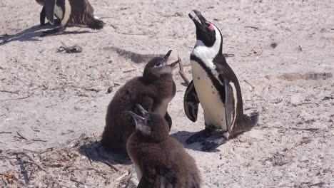 jackass pingüinos de patas negras toman el sol en una playa en el cabo de buena esperanza, sudáfrica 2