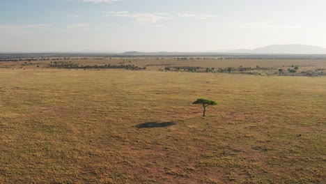 aerial drone shot of maasai mara africa landscape scenery of savanna plains and grassland, acacia trees high up view above masai mara national reserve in kenya, wide establishing shot flying over