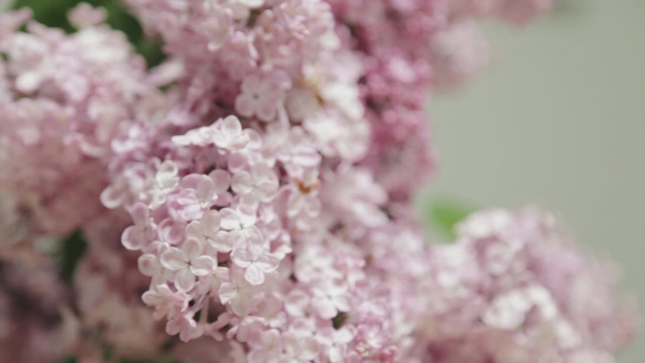 밝은 집에 있는 라일락 꽃다발에 초점을 맞춥니다.