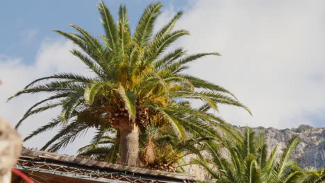 a palm tree adjacent to a house, with mountains in the background under a cloud-dotted blue sky in mallorca, spain, depicting a serene landscape