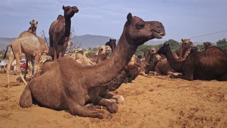 Camels at Pushkar mela camel fair festival in field eating chewing. Pushkar, Rajasthan, India
