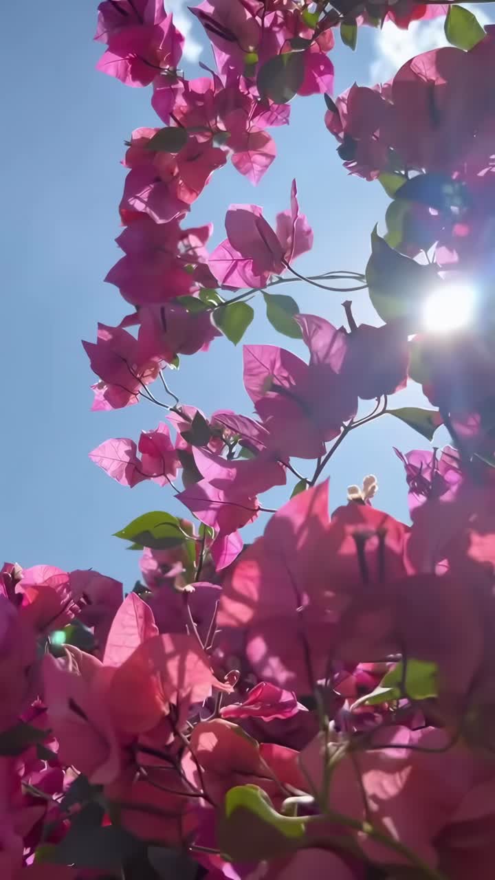 Flores cor-de-rosa vibrantes contra um céu claro, capturadas de um ângulo baixo. Ideal para um vídeo de natureza. Ao vivo