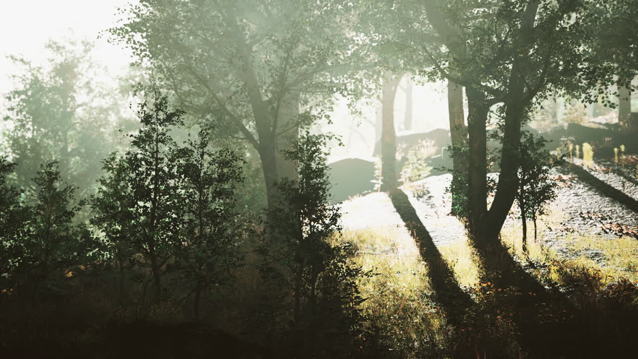 태양은 젊은 숲의 타임  ⁇ 스에서 나무들을 통해 빛나고 있습니다.