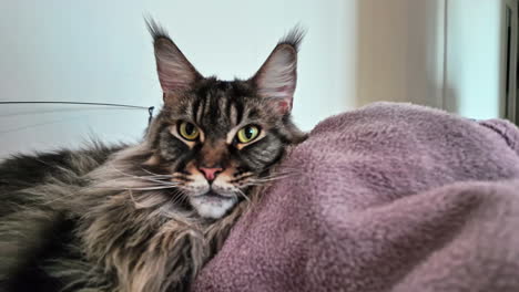 Zoom-in-shot-of-a-mainecoon-sitting-on-grey-quilt-in-a-house