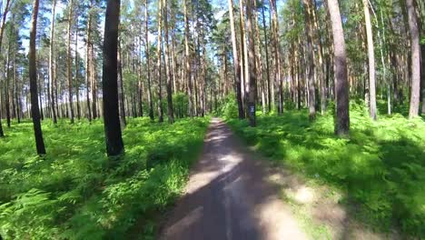 sendero forestal en verano