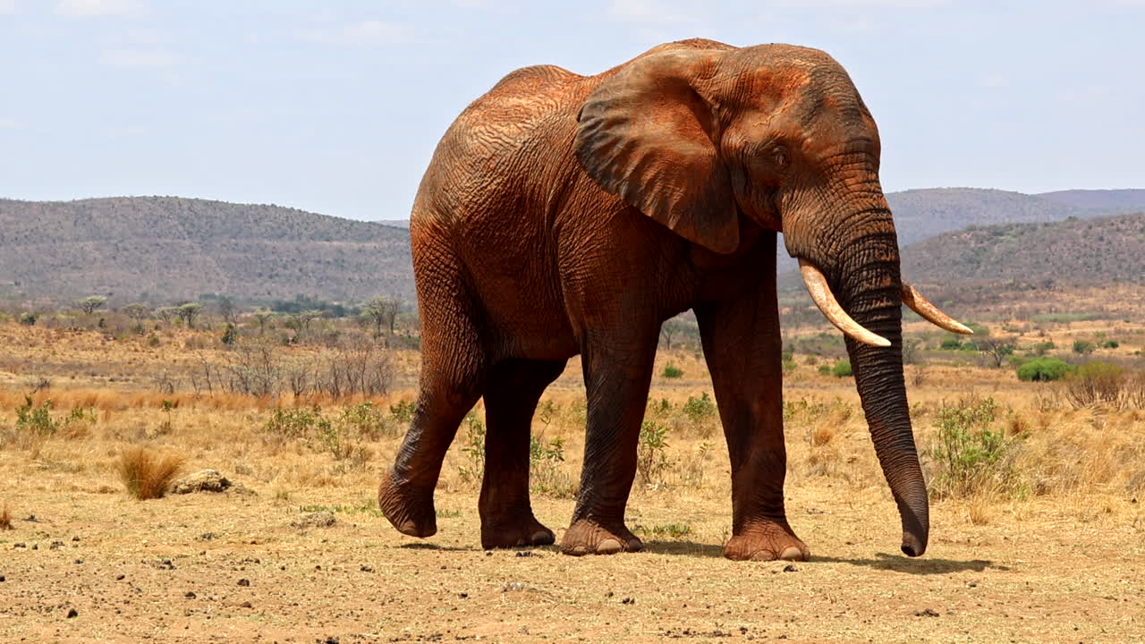 Majestic African elephant bull covered in dust walk in slomo over dry landscape