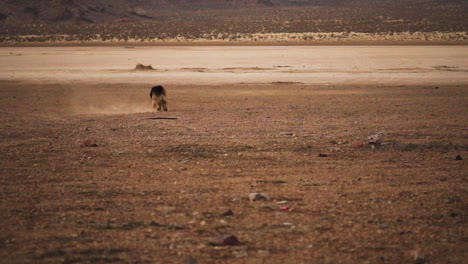 el perro recogiendo la pelota en lucerne valley, california.