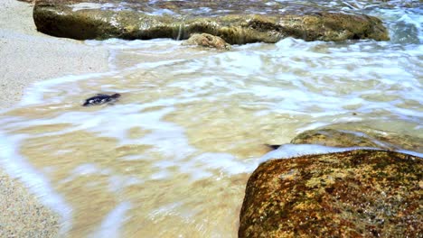 sea turtle hatchling drift by the ocean waves on the seashore