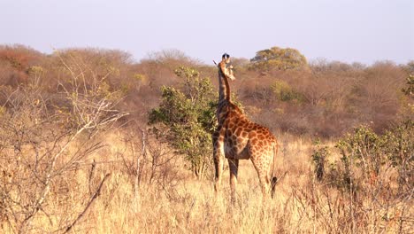 una jirafa de pie en la sabana de áfrica