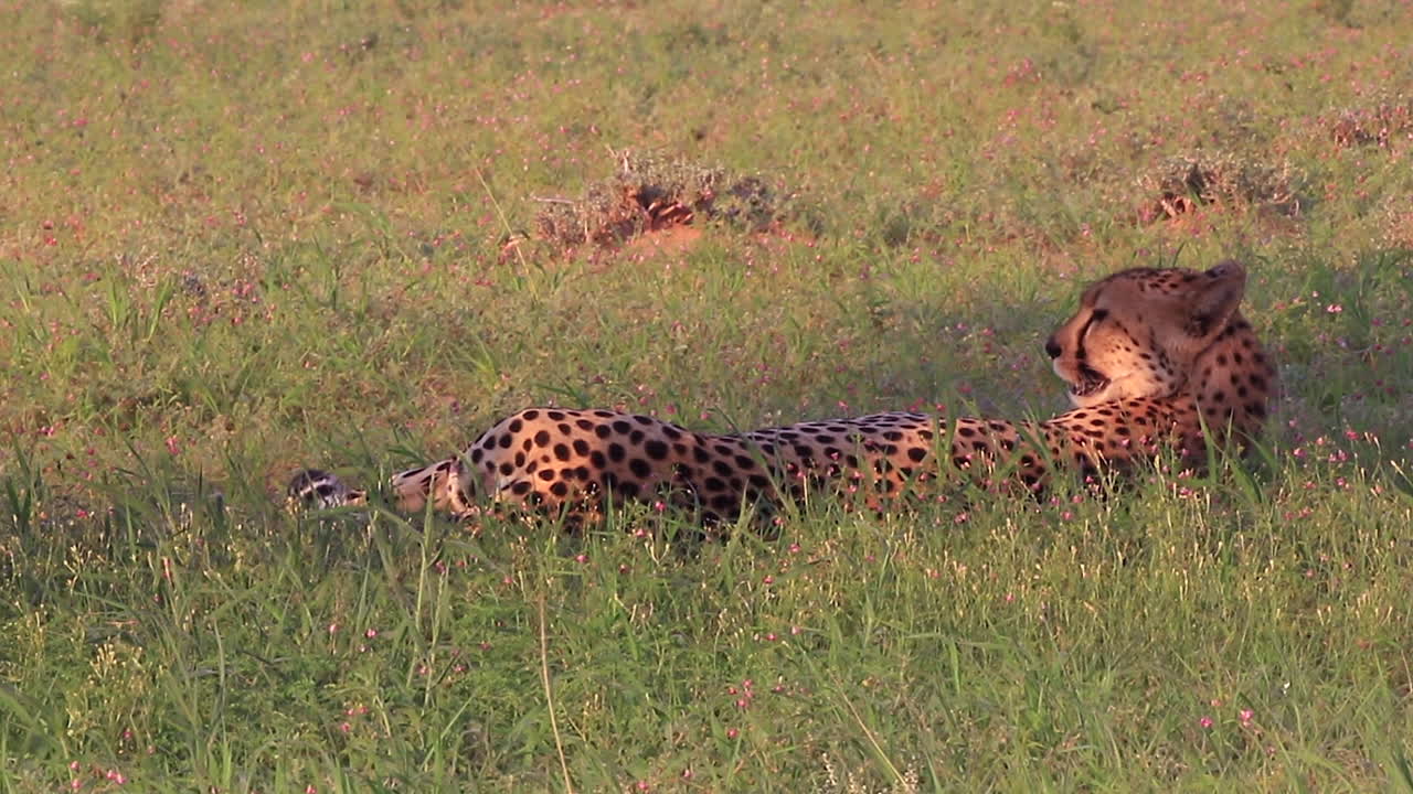 el guepardo maduro yace a la sombra en la sabana, jadeando en el calor seco