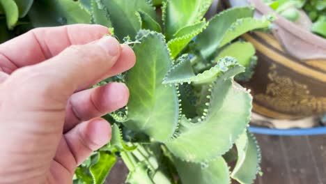 hand holding a plant cutting and examining it.